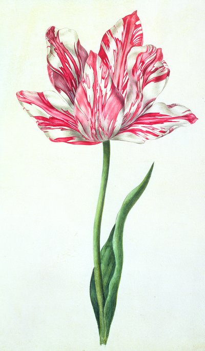 Tulpe, c.1675 von Nicolas Robert